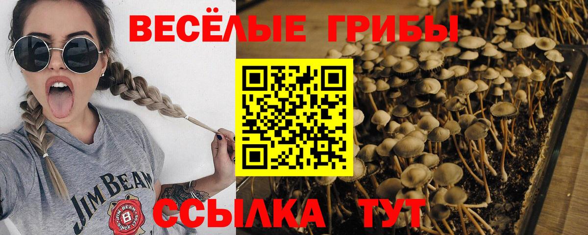 Псилоцибиновые грибы Psilocybe  Вход с VPN  Верхний Уфалей 